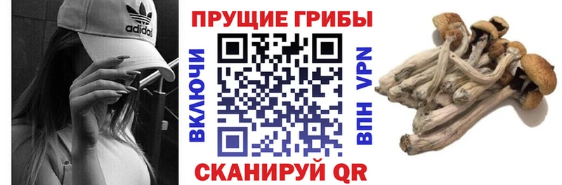 Псилоцибиновые грибы Cubensis  ОМГ ОМГ зеркало  Коломна 
